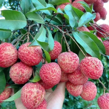荔枝