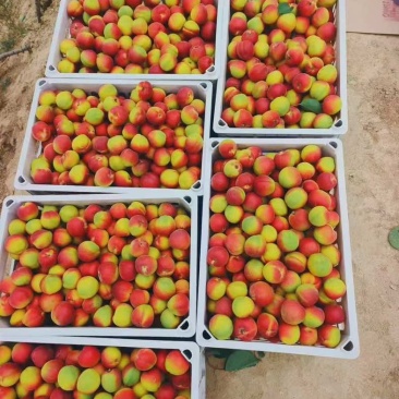 彭阳红梅杏