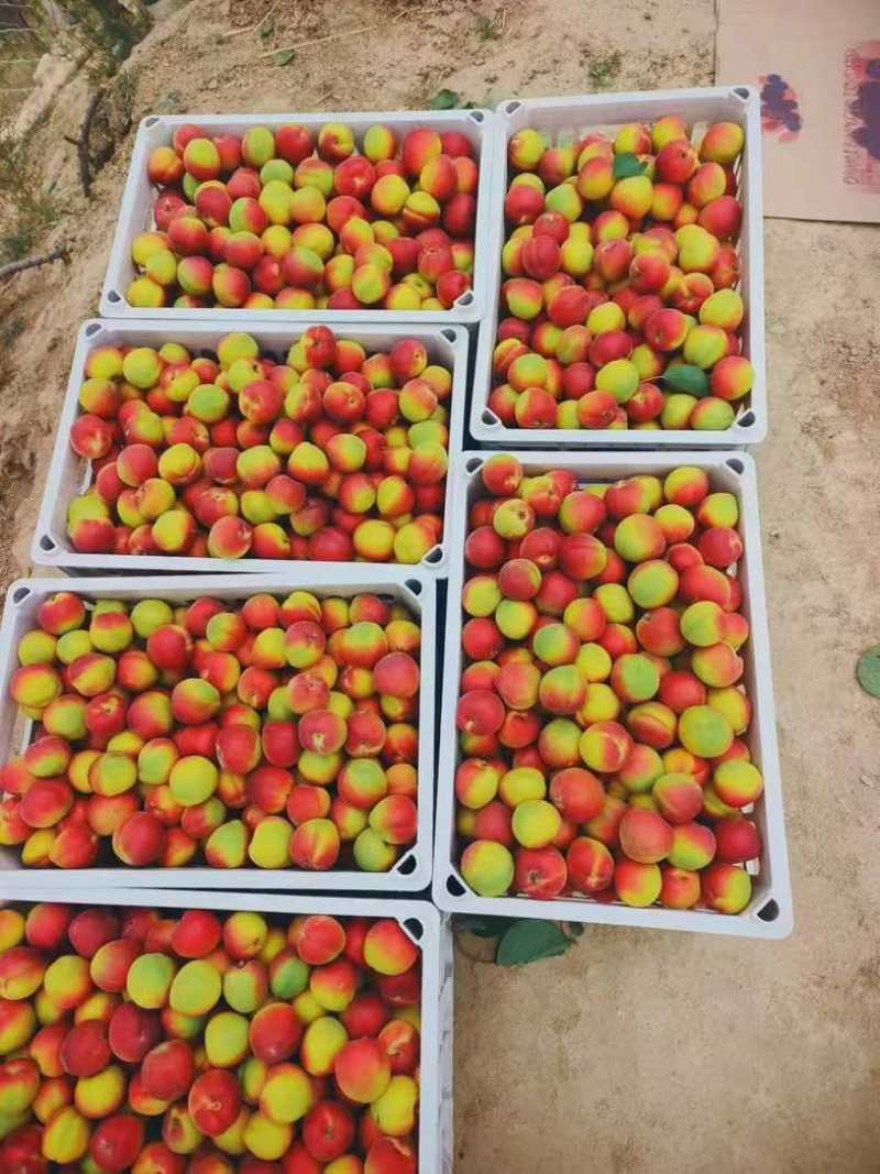 彭阳红梅杏