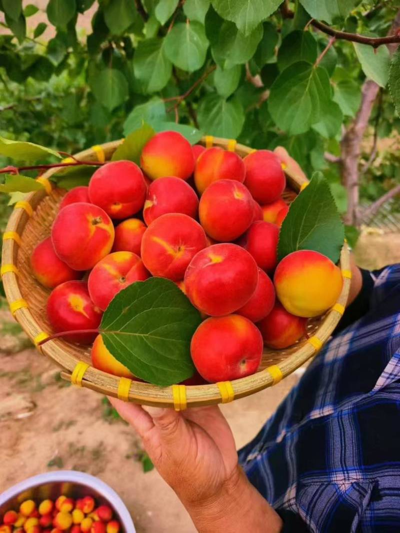 彭阳红梅杏
