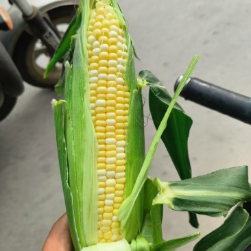 鲜玉米