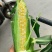 鲜玉米