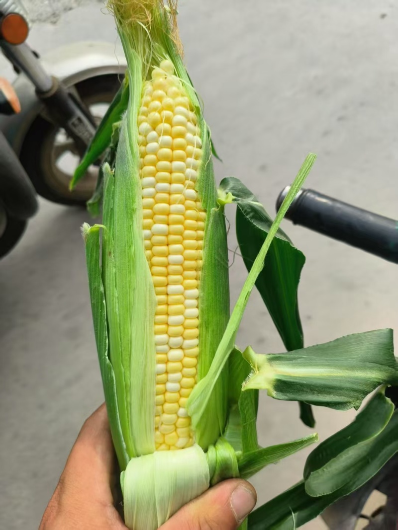 鲜玉米