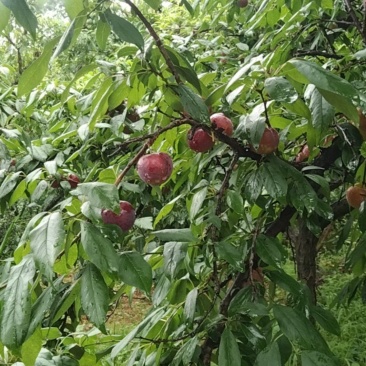 广西红宝石,黑李，奈李