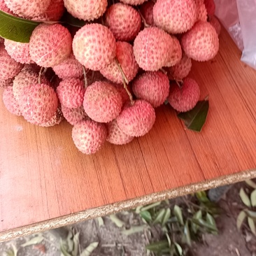 桂味荔枝