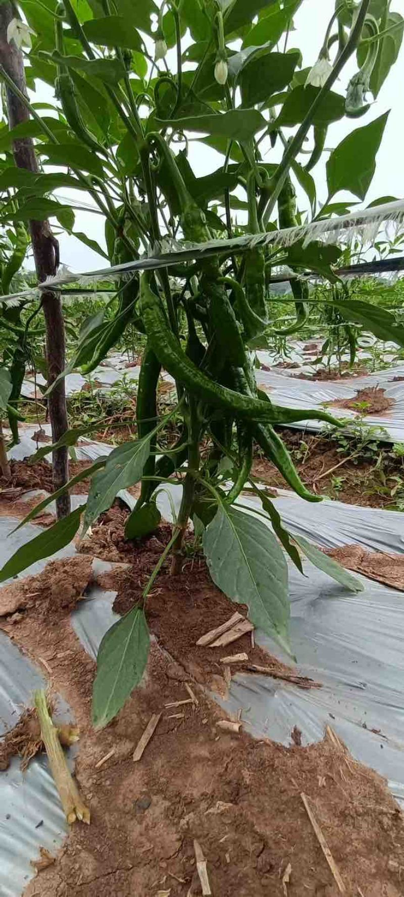 薄皮牛角椒
