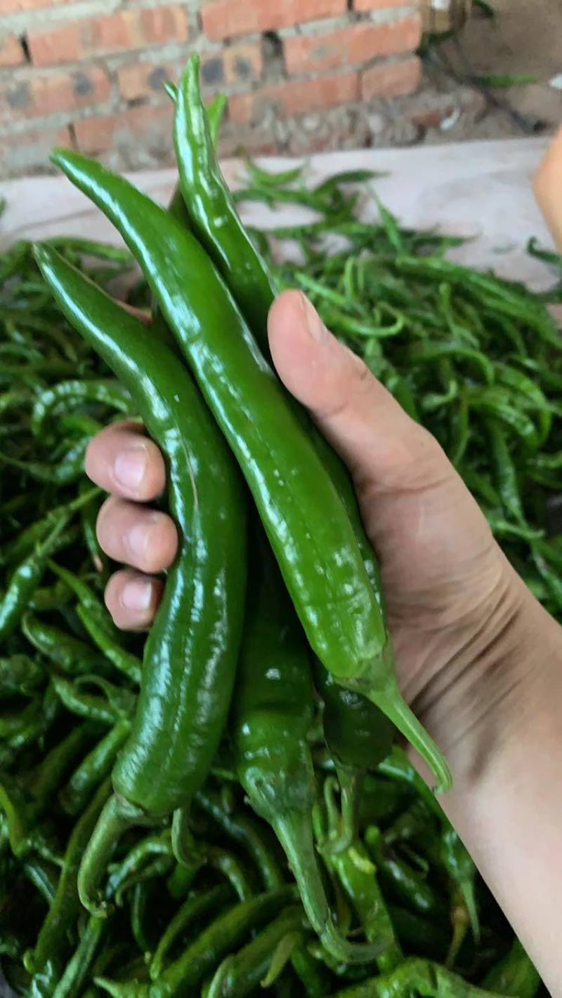 薄皮牛角椒