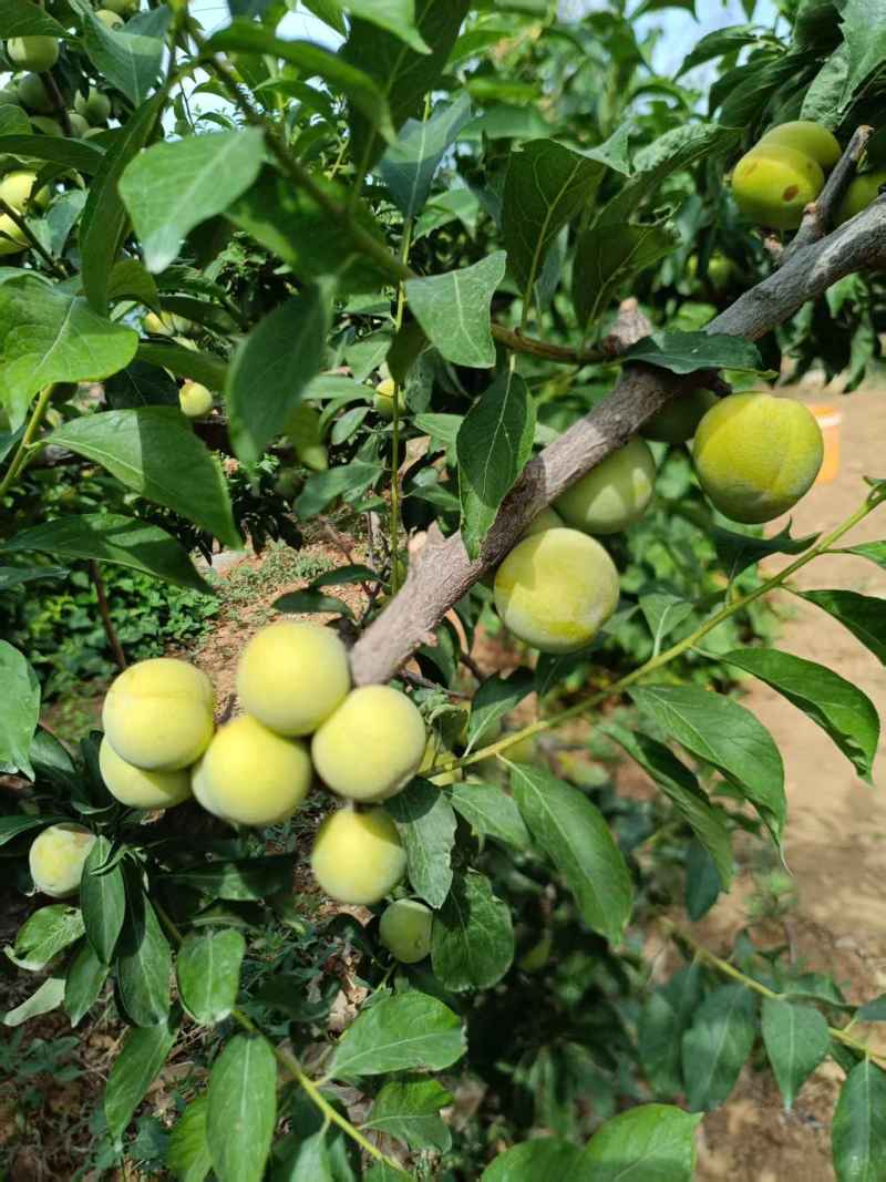 自家黄李，脆甜脱骨，现摘，有需要的老板可以电话联系