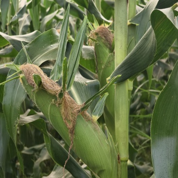 太阳花甜玉米🌽