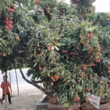 荔枝桂味，糯米糍