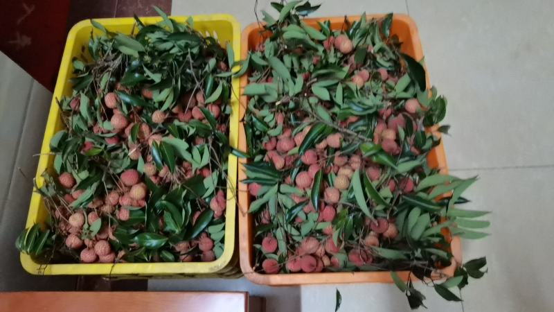 荔枝桂味，糯米糍