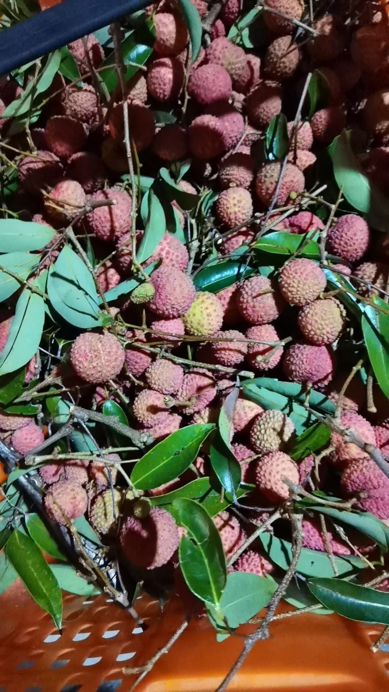 荔枝桂味，糯米糍