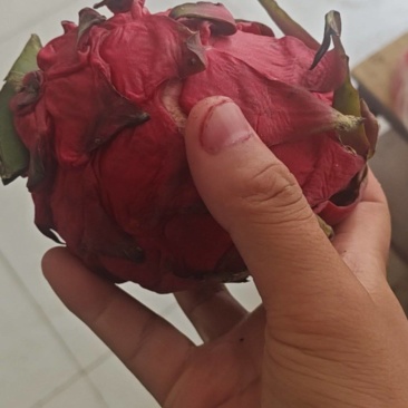 新鲜火龙果