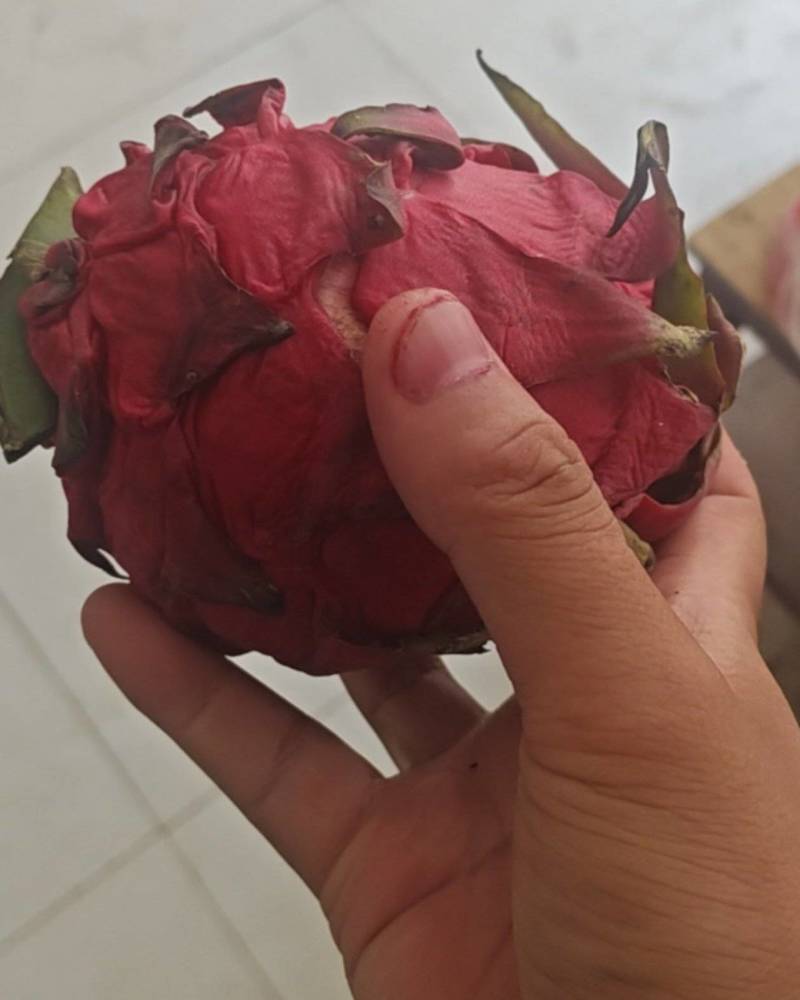 新鲜火龙果