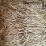 黄花菜