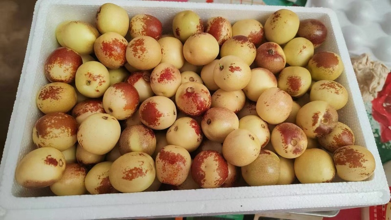 冬枣