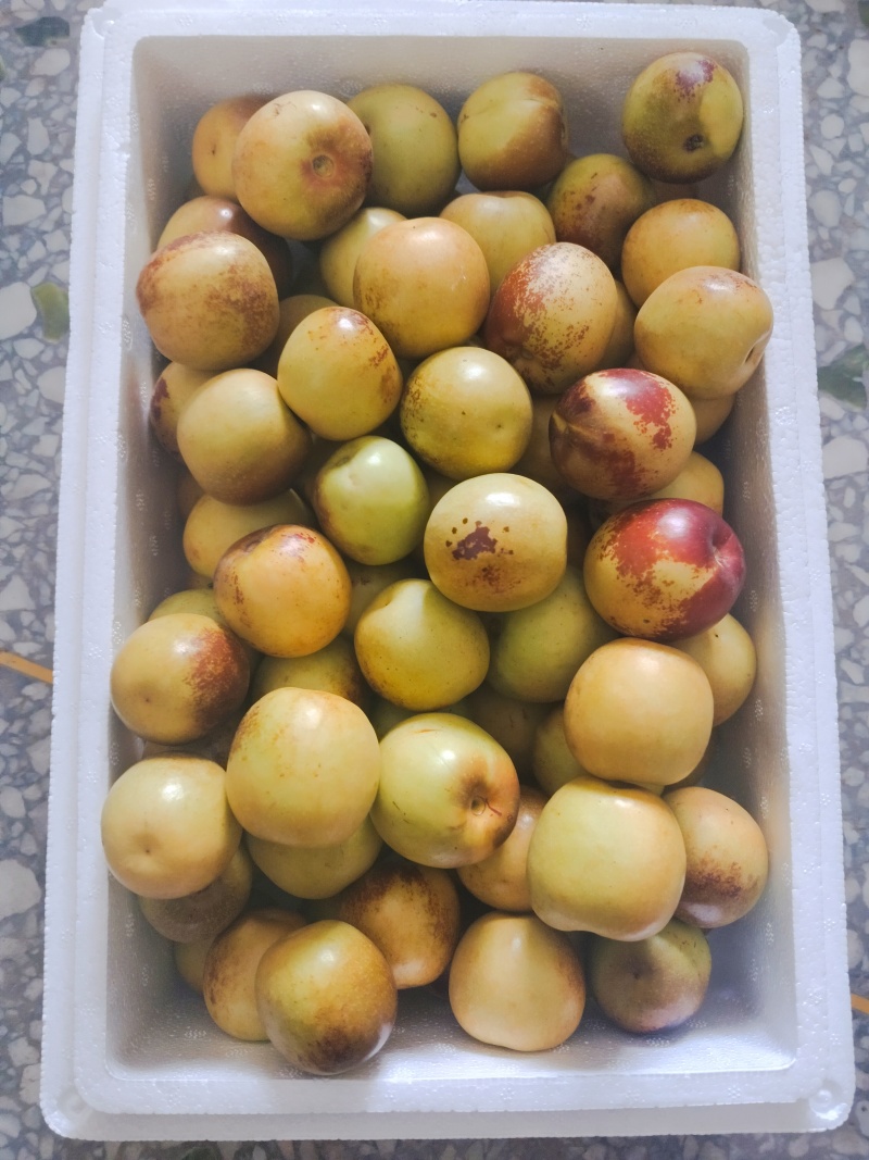 陕西大荔冬枣