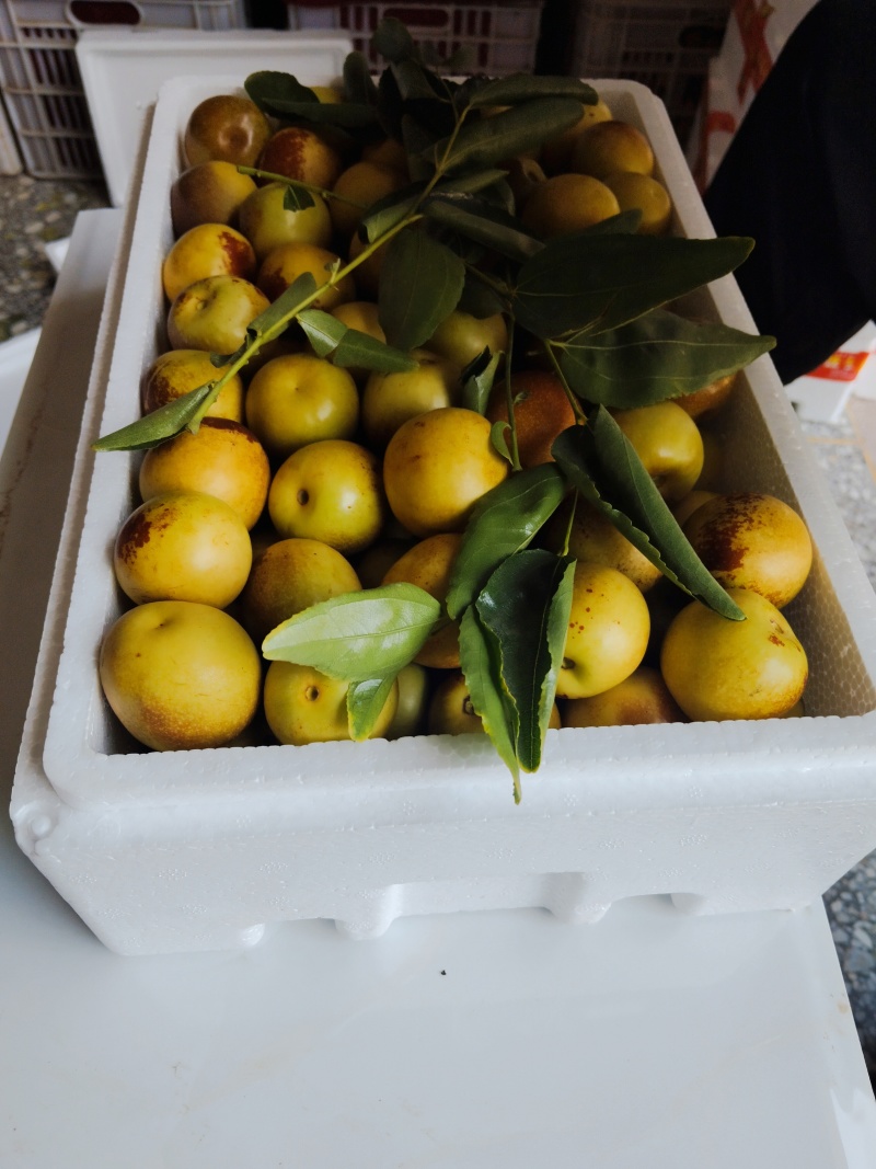 陕西大荔冬枣