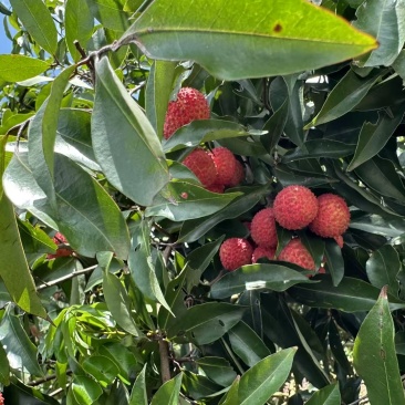 桂味荔枝