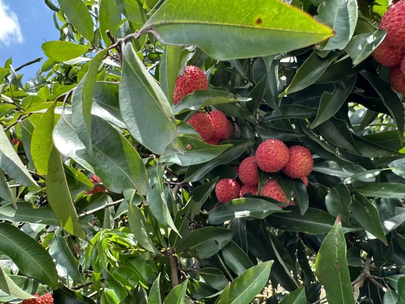 桂味荔枝