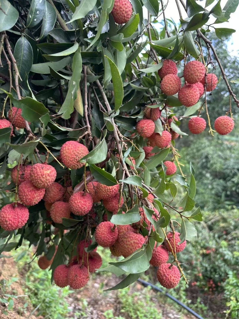 桂味荔枝