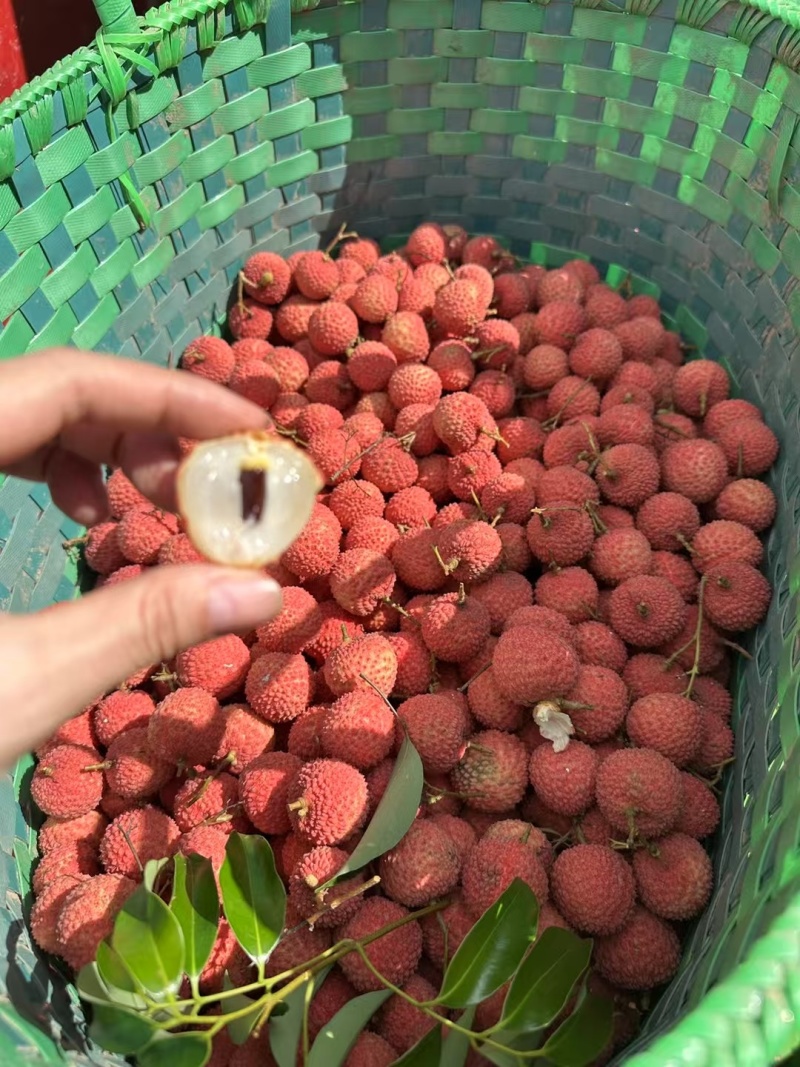 桂味荔枝