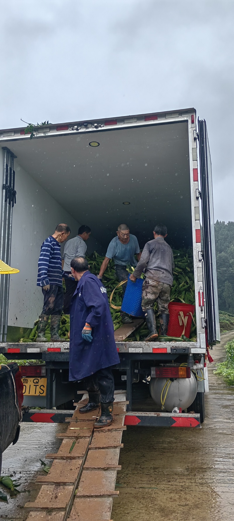 重庆石柱水果玉米
