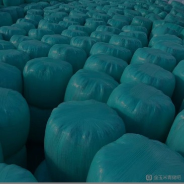 全株玉米青储10000吨，保双30未开窖，量大价格优惠。