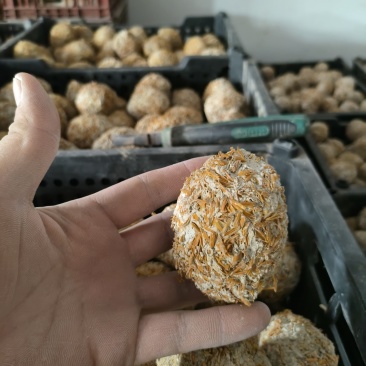 四川黄金松花皮蛋