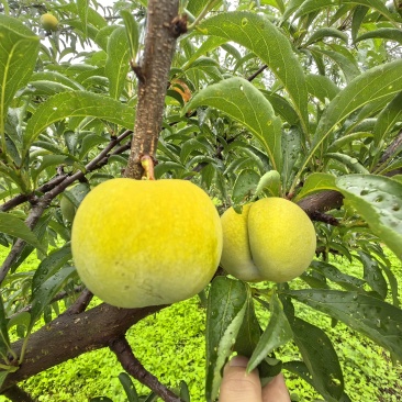 贵州蜂糖李
