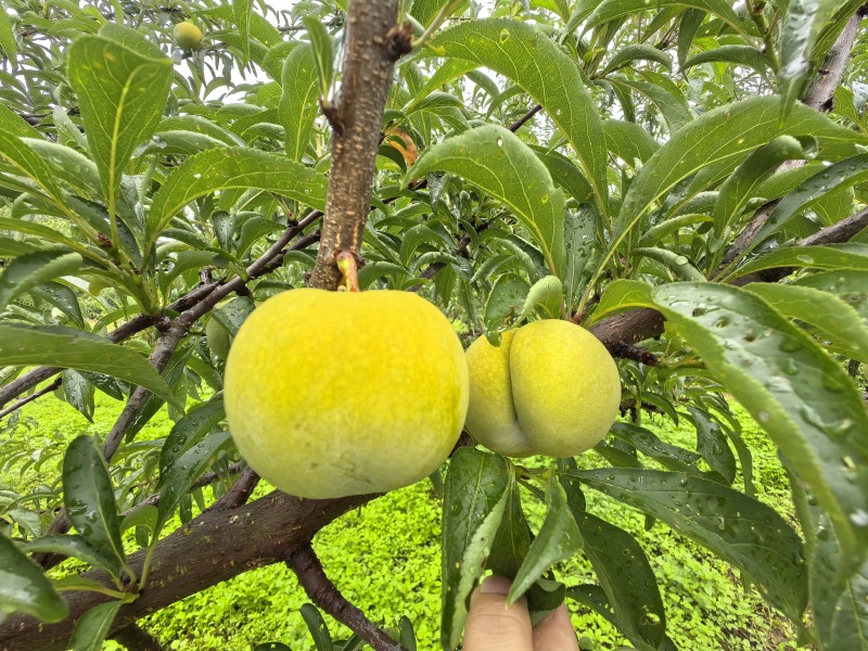 贵州蜂糖李