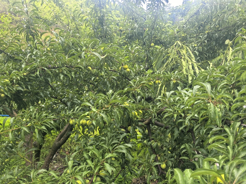 贵州蜂糖李