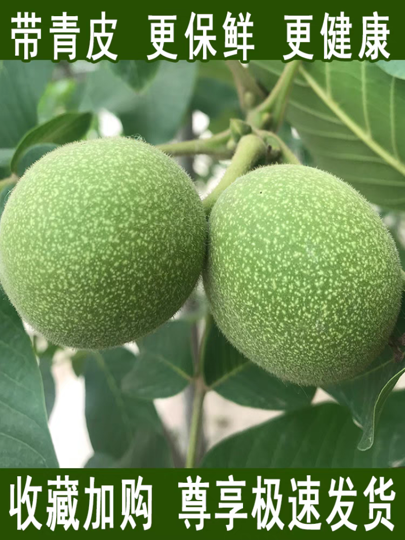 云南新鲜青皮核桃，可以代发