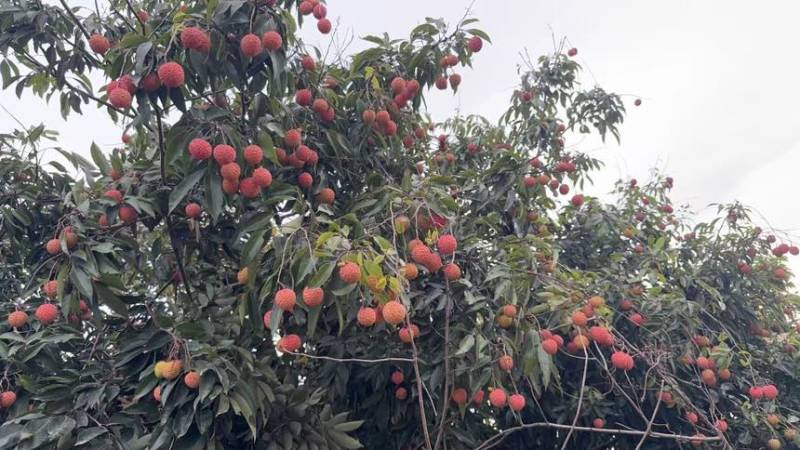 广东汕尾陆丰新鲜桂味荔枝现摘现发果大核小肉厚汁多甜如蜜糖