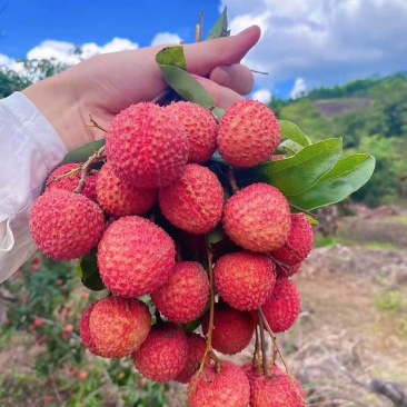 广东汕尾陆丰新鲜桂味荔枝现摘现发果大核小肉厚汁多甜如蜜糖