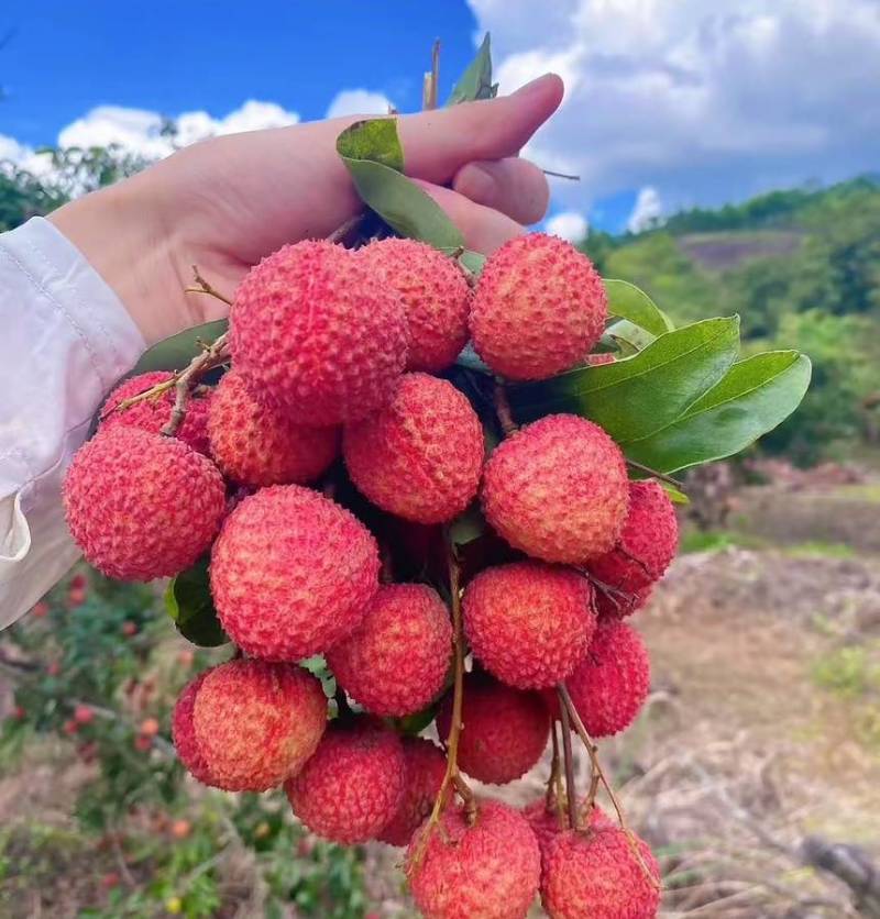 广东汕尾陆丰新鲜桂味荔枝现摘现发果大核小肉厚汁多甜如蜜糖