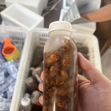各品种金蝉知了猴批发一件代发