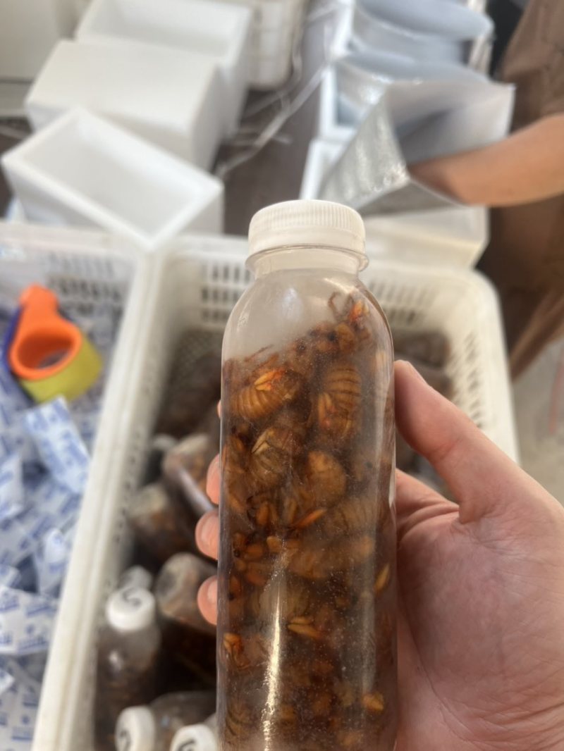 各品种金蝉知了猴批发一件代发