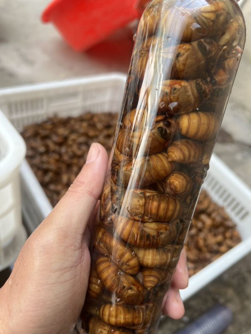 各品种金蝉知了猴批发一件代发