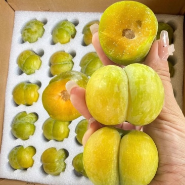 贵州六马简嘎蜂糖李