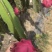 火龙果