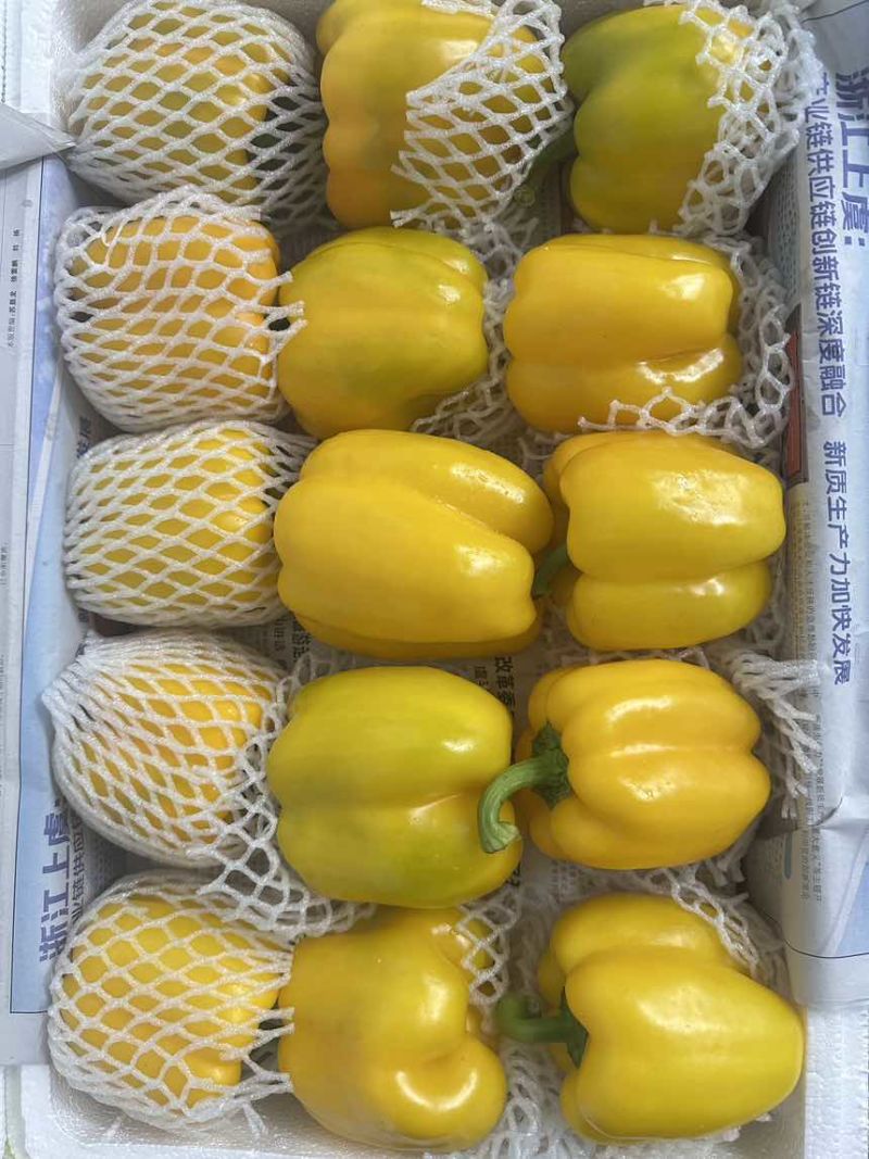 黄椒