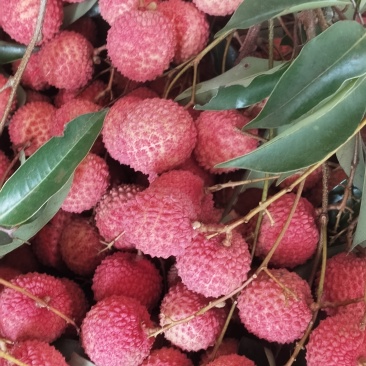 广西桂味荔枝