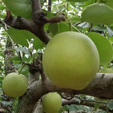 砀山梨，