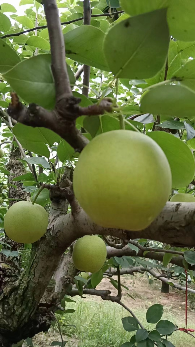 砀山梨，