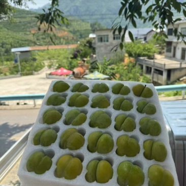 六马峰糖李产地顺丰直发
