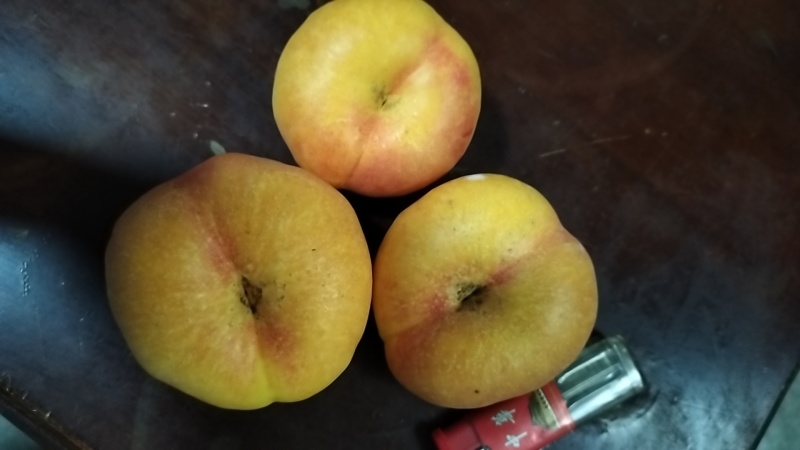 油蟠桃