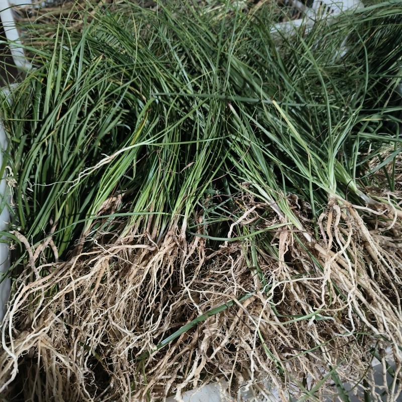 知母苗