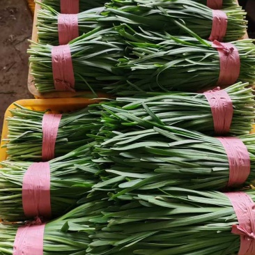 贵州黔南精品韭菜大量上市，联系电话