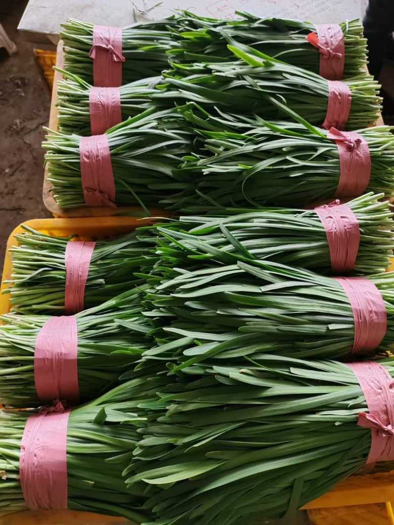 贵州黔南精品韭菜大量上市，联系电话